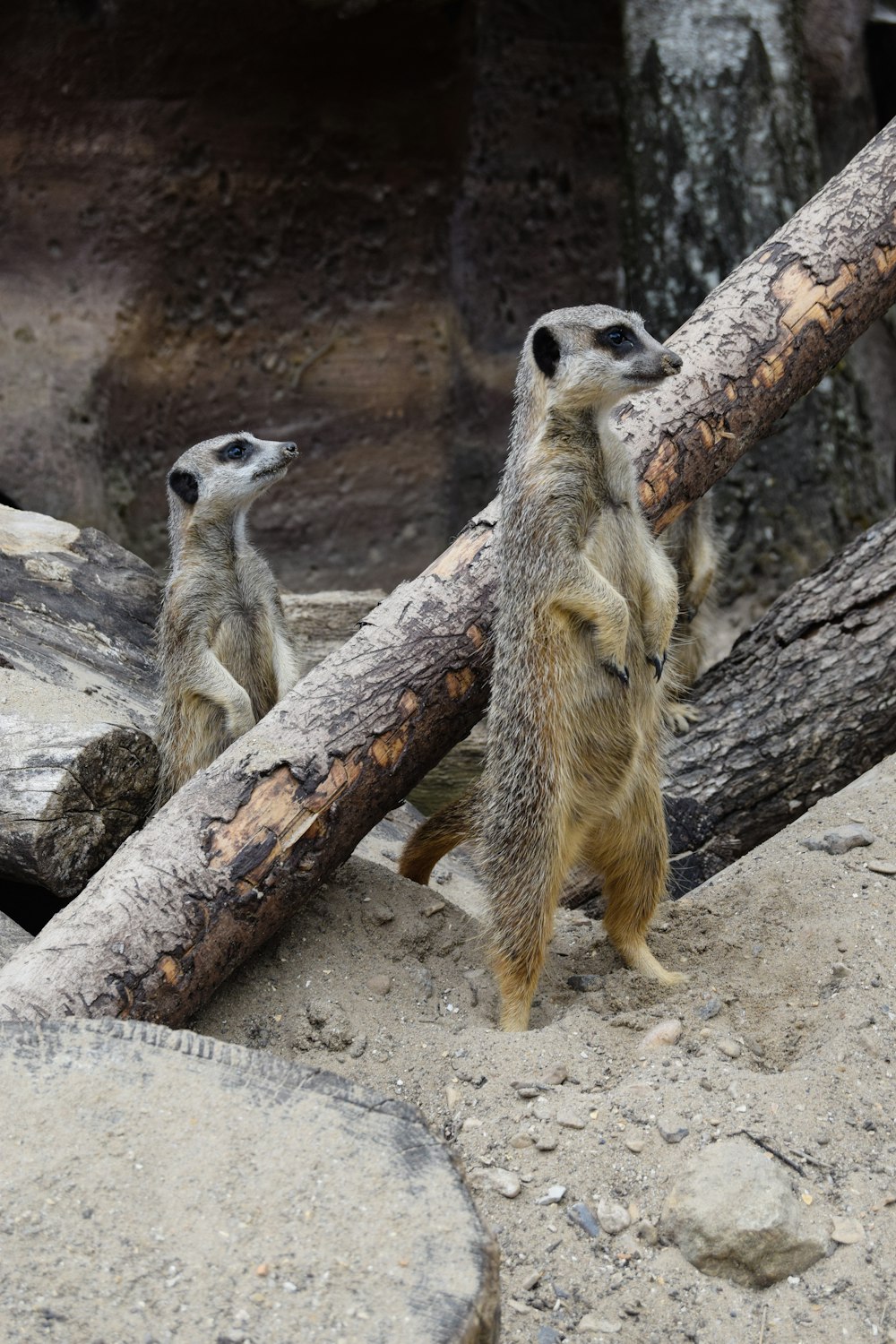 two standing meerkats