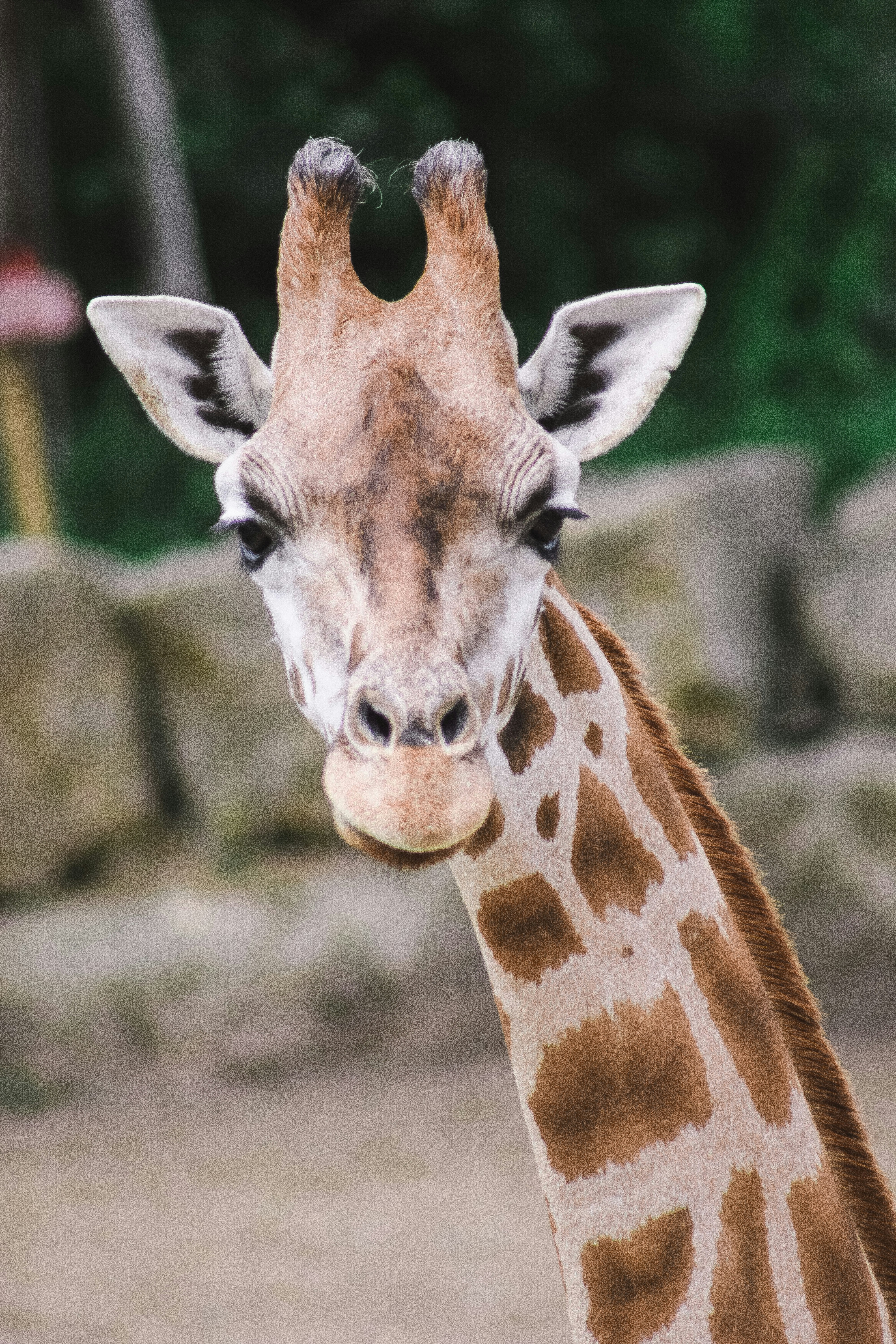 a close up of a giraffe's face with trees in the background