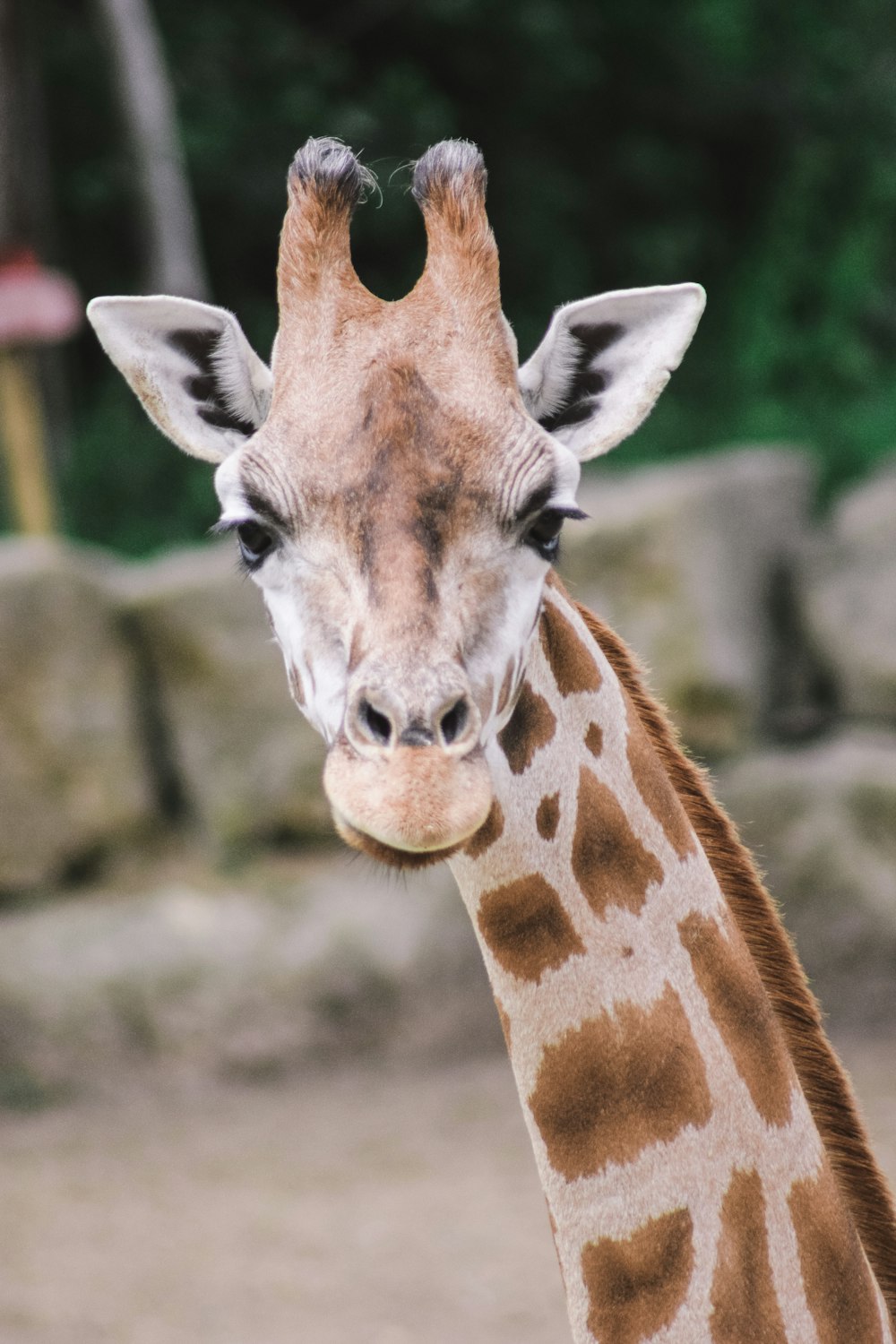 a close up of a giraffe's face with trees in the background