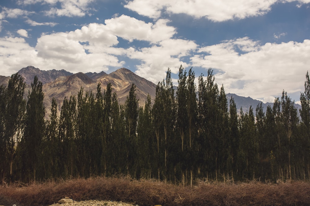 green trees and brown mountain