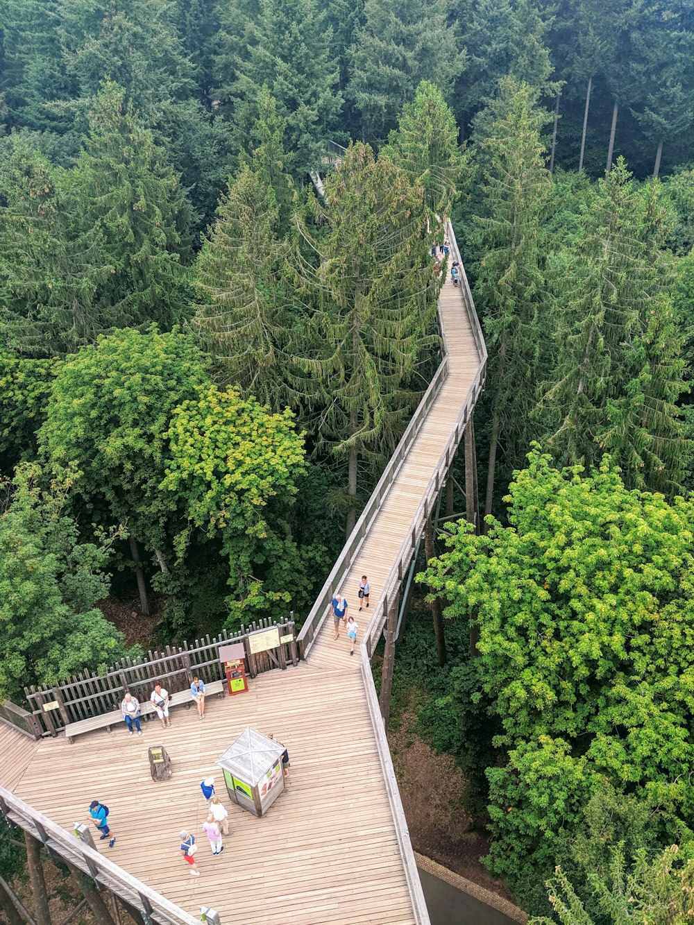 aerial photography of bridge and green-leafed trees