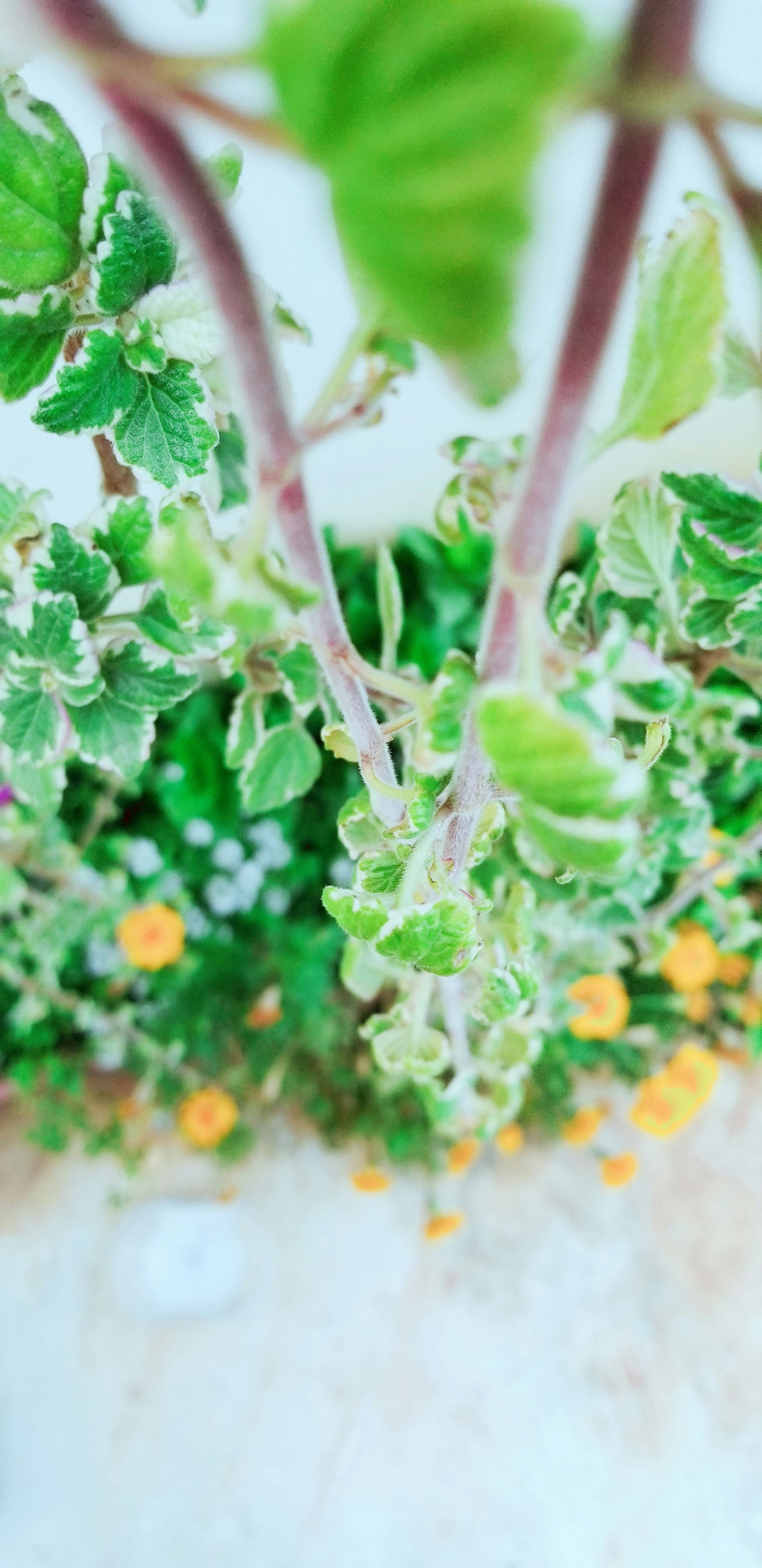 4 Best Plants Fridge Designs Inspired by Natural Elements