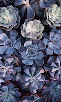 Succulent arrangement featuring rosette-shaped leaves in pastel hues.