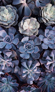 Succulent arrangement featuring rosette-shaped leaves in pastel hues.