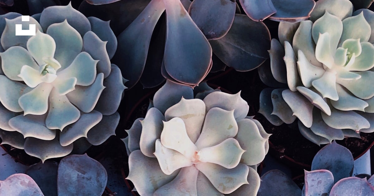 Gray succulents photo – Free Texture Image on Unsplash