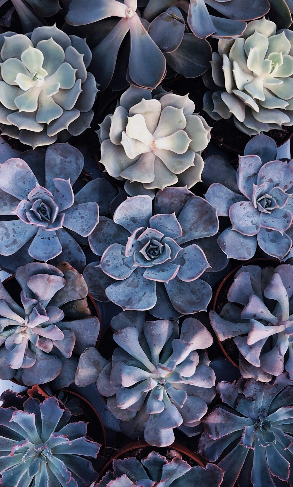 gray succulents