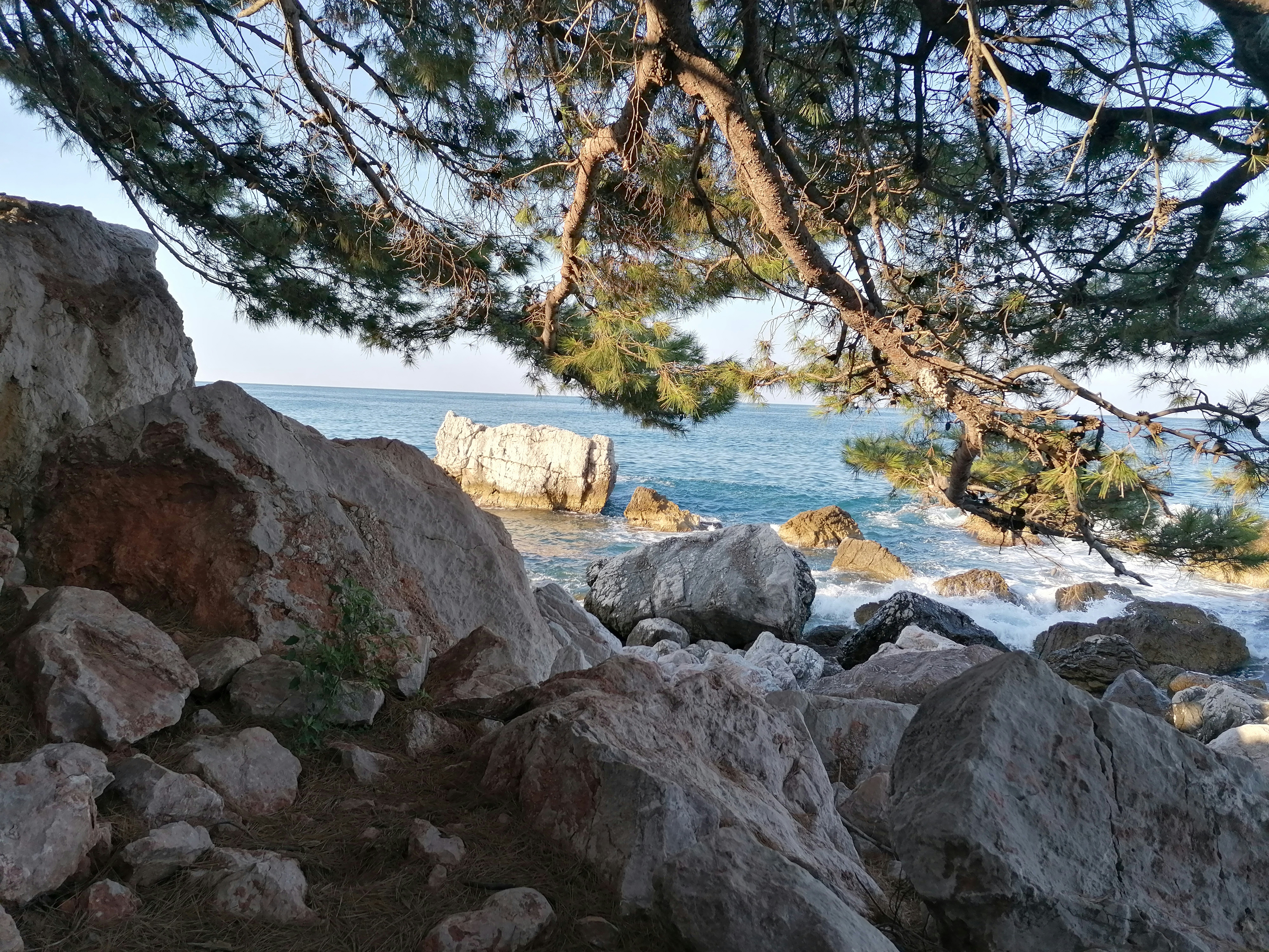 水域近くの白い岩の写真 Unsplashで見つける木の無料写真