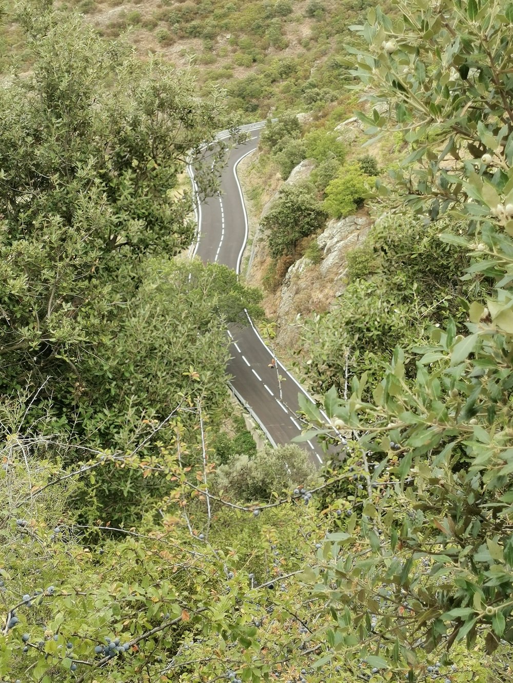 green-leafed trees