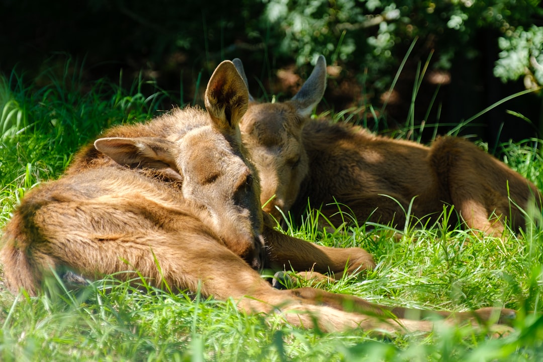 brown coated deer laying on grass field