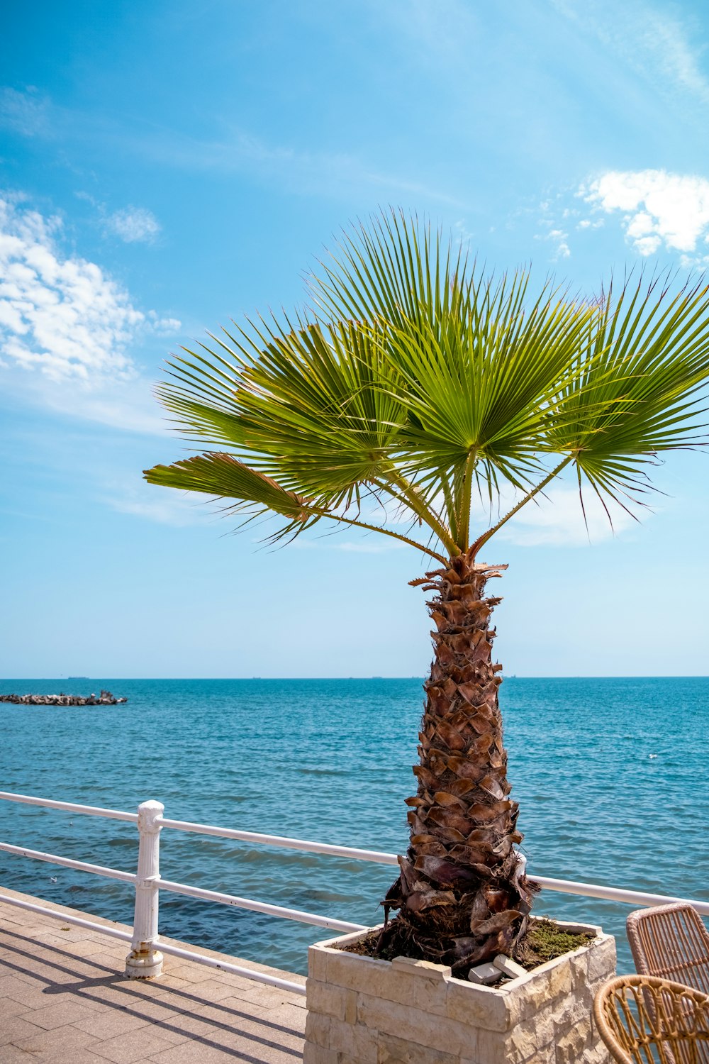 palm tree near sea under clear sky