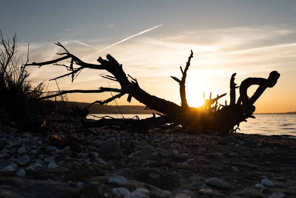 silhouette of tree trunk