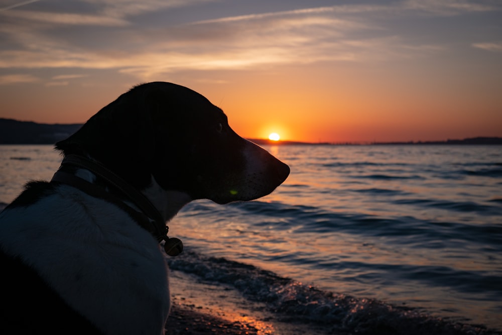 white and black dog near body of water