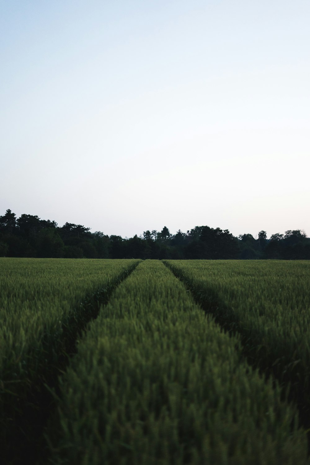 photo of grass field