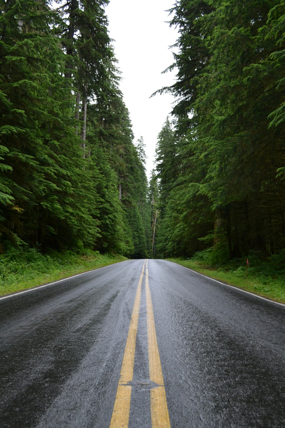 green pine trees