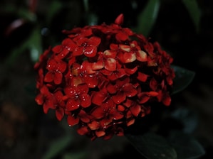 A vivid close-up of a bright red flower with morning dew, surrounded by lush green leaves.