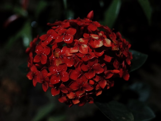 A vivid close-up of a bright red flower with morning dew, surrounded by lush green leaves.