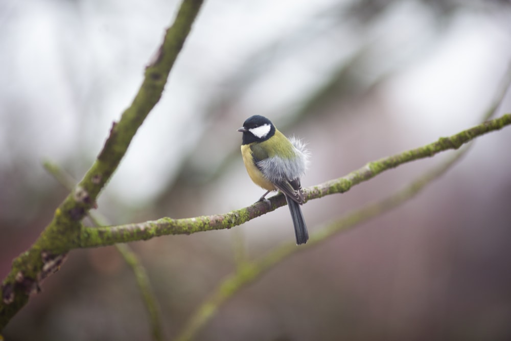 緑の枝に緑、灰色、白、黒のセキセイインコ