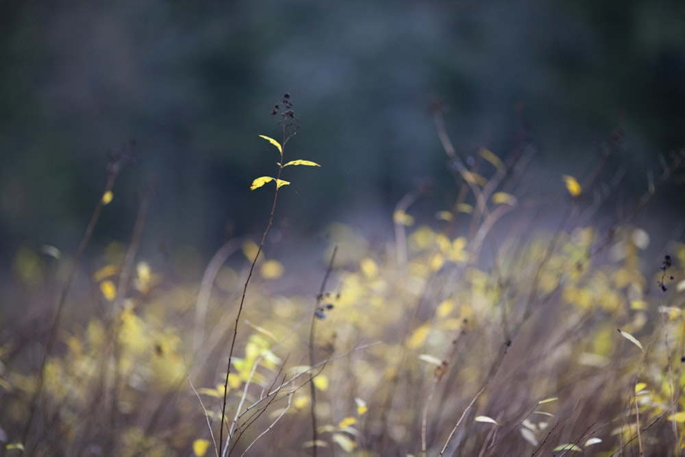 a yellow flower is in the middle of a field