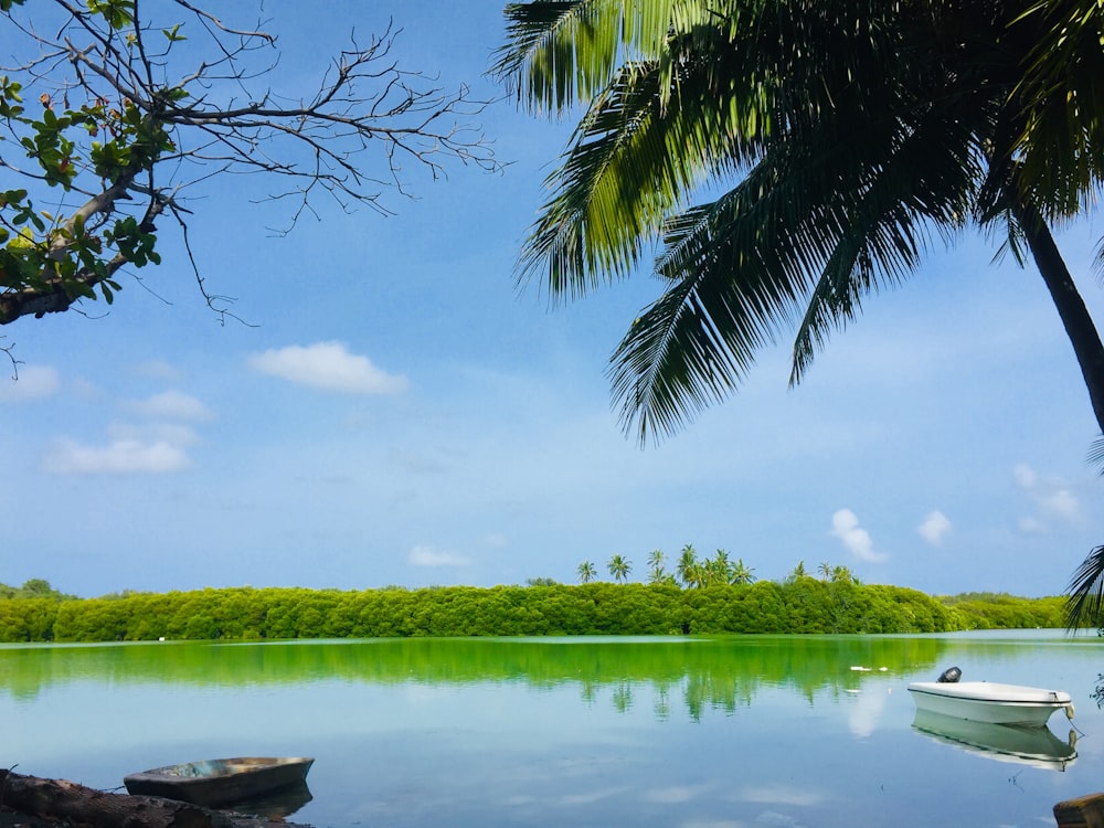 white boat on body of water