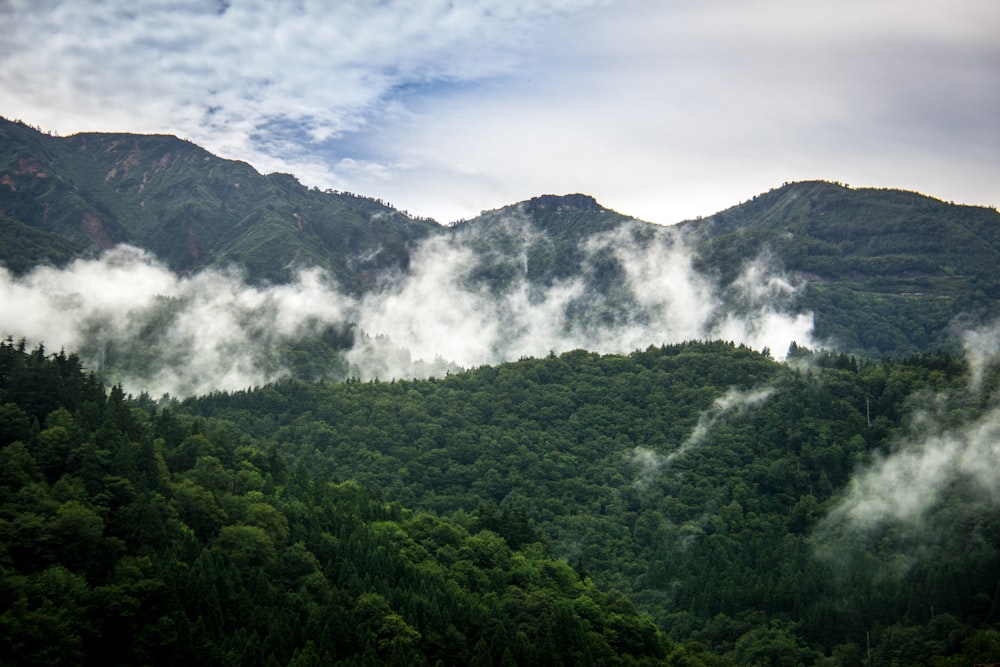 green trees and mountain scneery