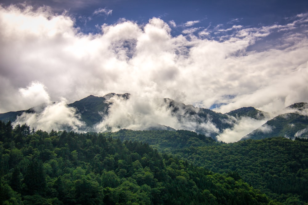 aerial view of trees during daytime