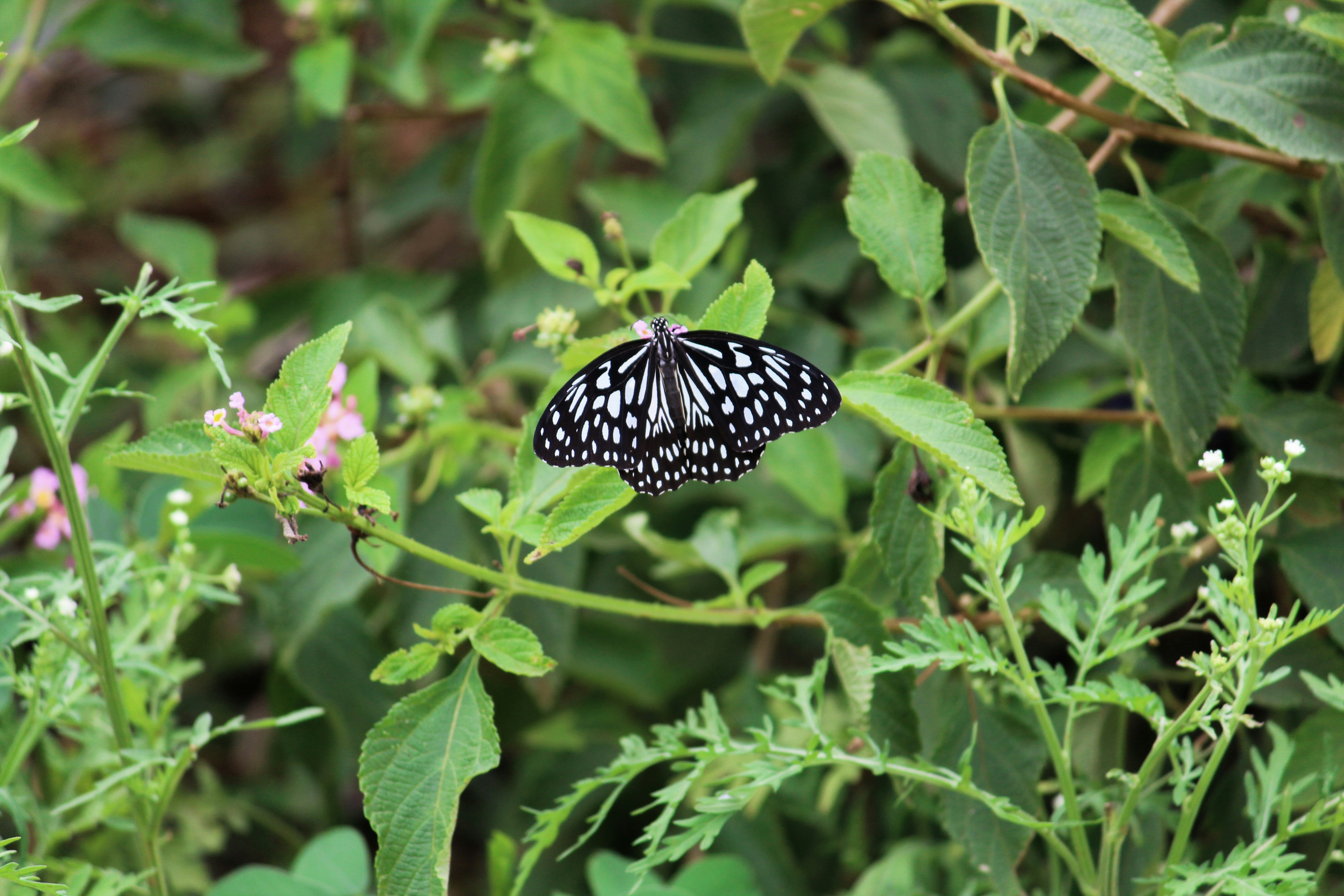 Photo by sssabhari