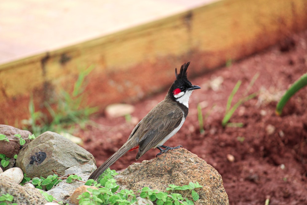 Pájaro marrón, blanco y rojo en roca