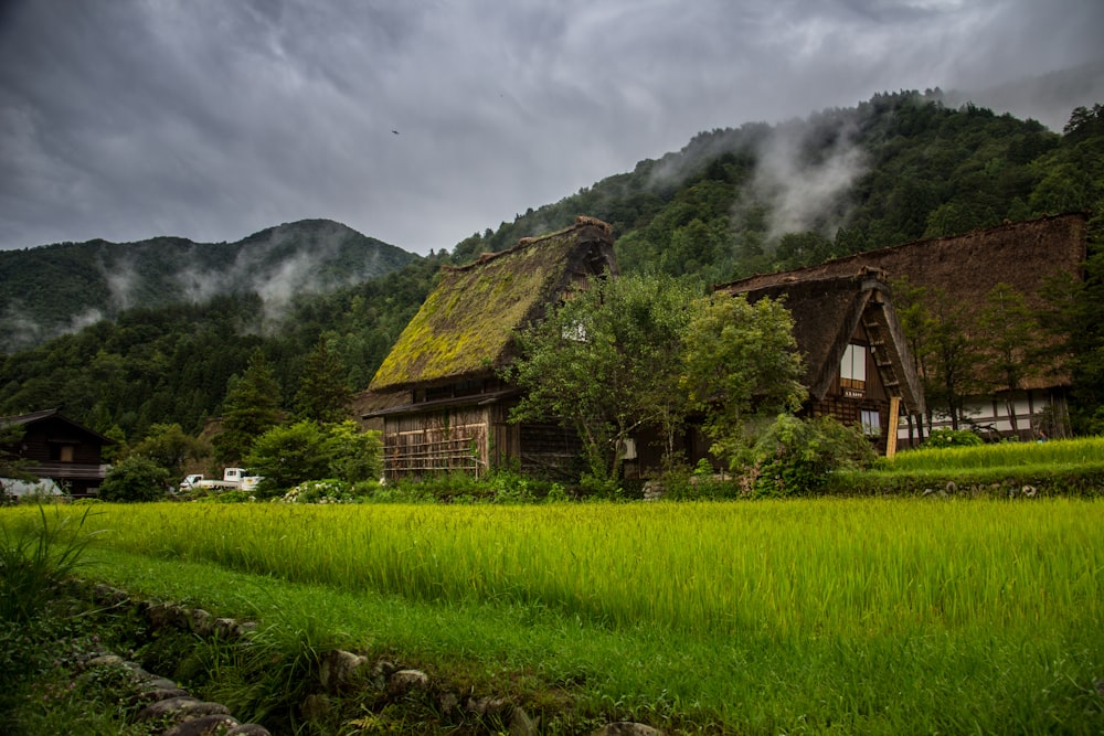 house behind tree under hill