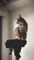 A majestic male Bengal perched on a windowsill, gazing outside.