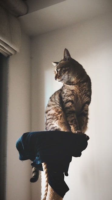 A sleek cat enjoying a quiet moment on a stylish, modern cat perch overlooking a sunny window