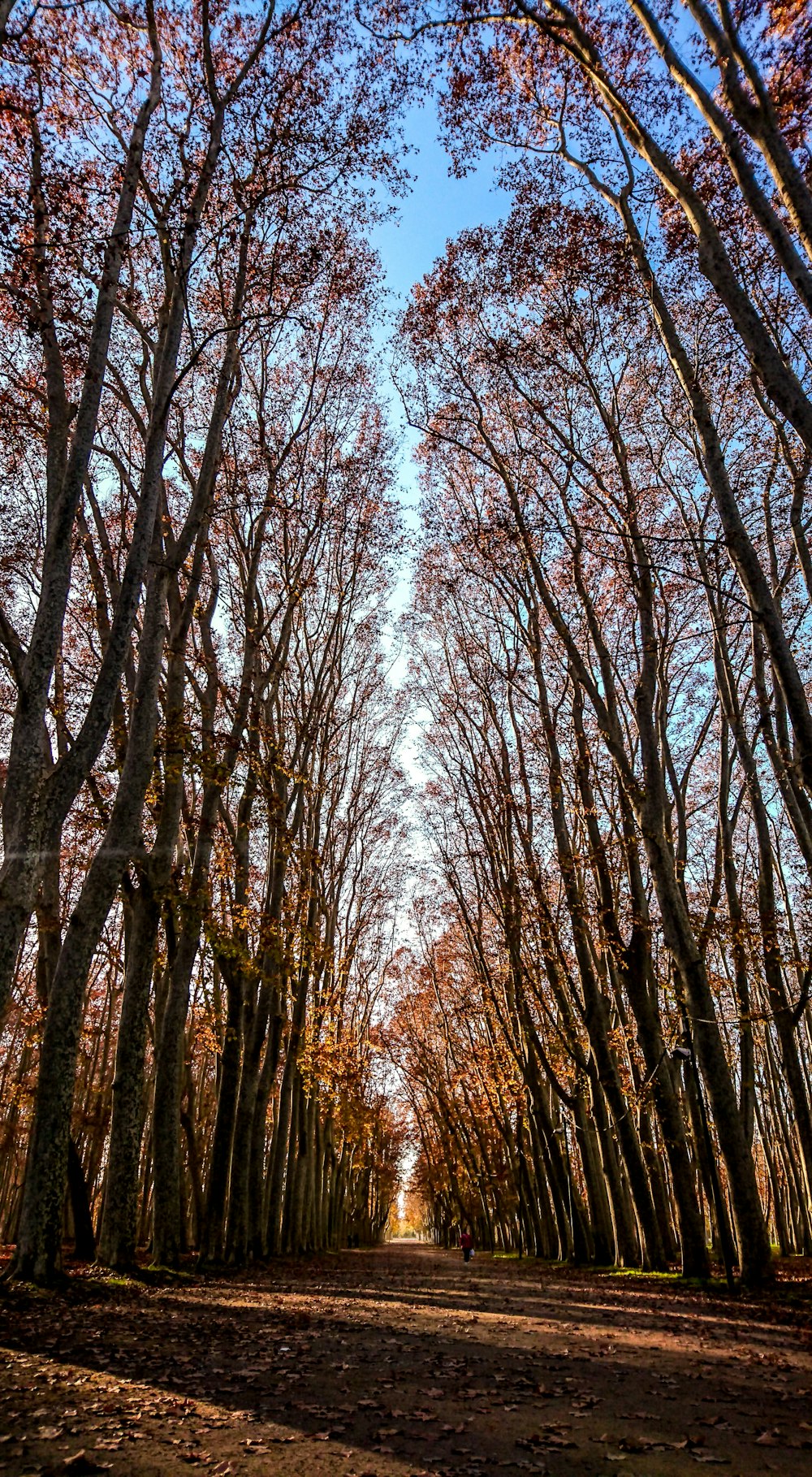 森の小道の写真