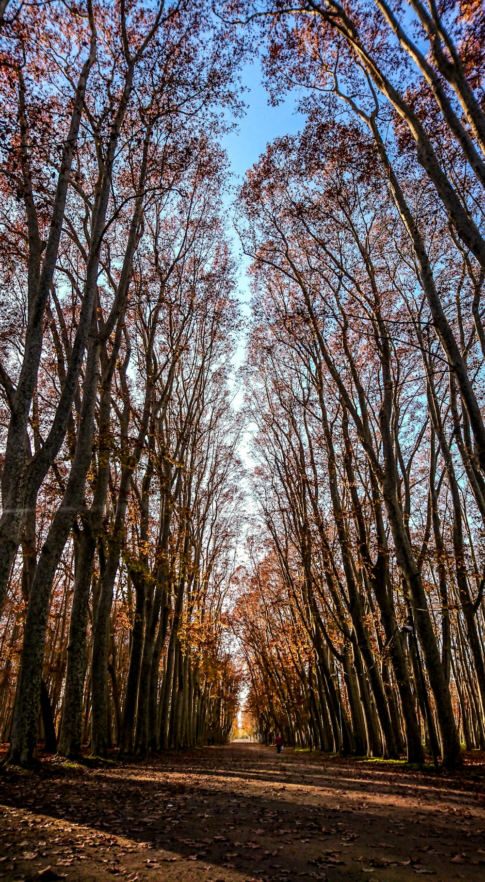 Foto de caminos forestales