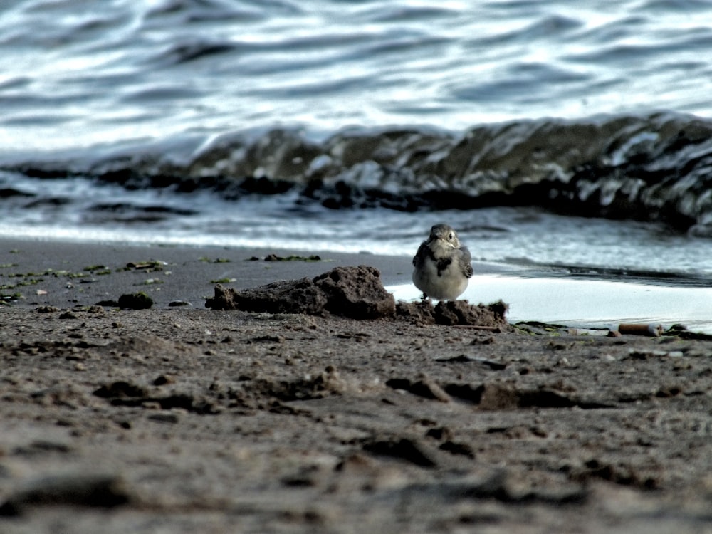bird on seashore during daytime