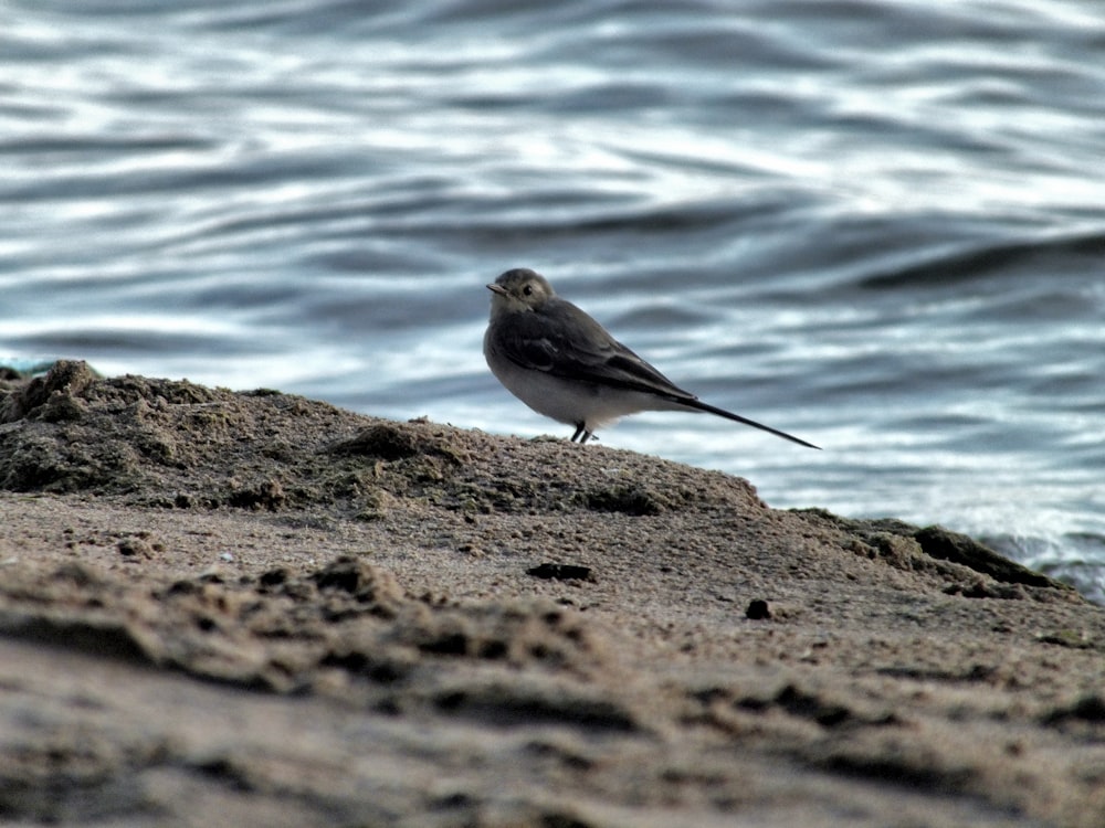 bird on sand dunes near body of water
