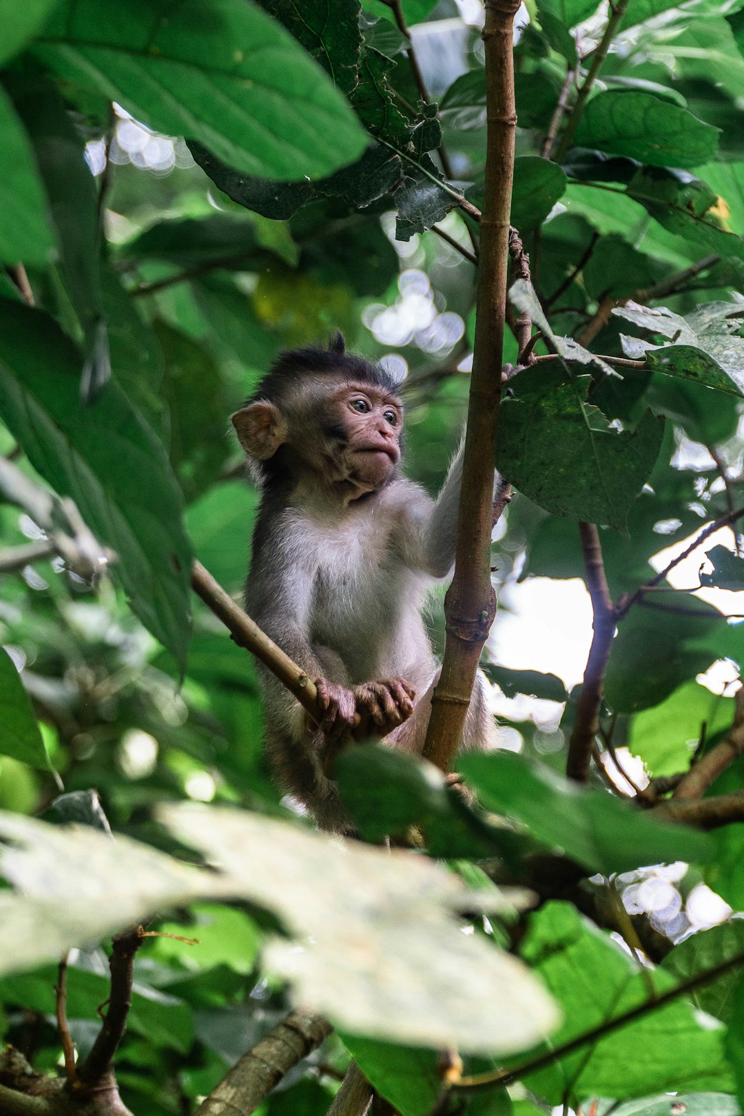 primate on branch