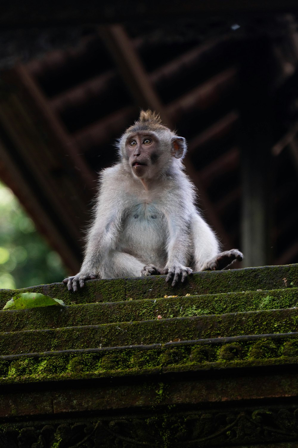 monkey sitting on gray concrete surface
