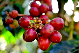 Ripe coffee cherries hanging on branches against a soft-focus background.