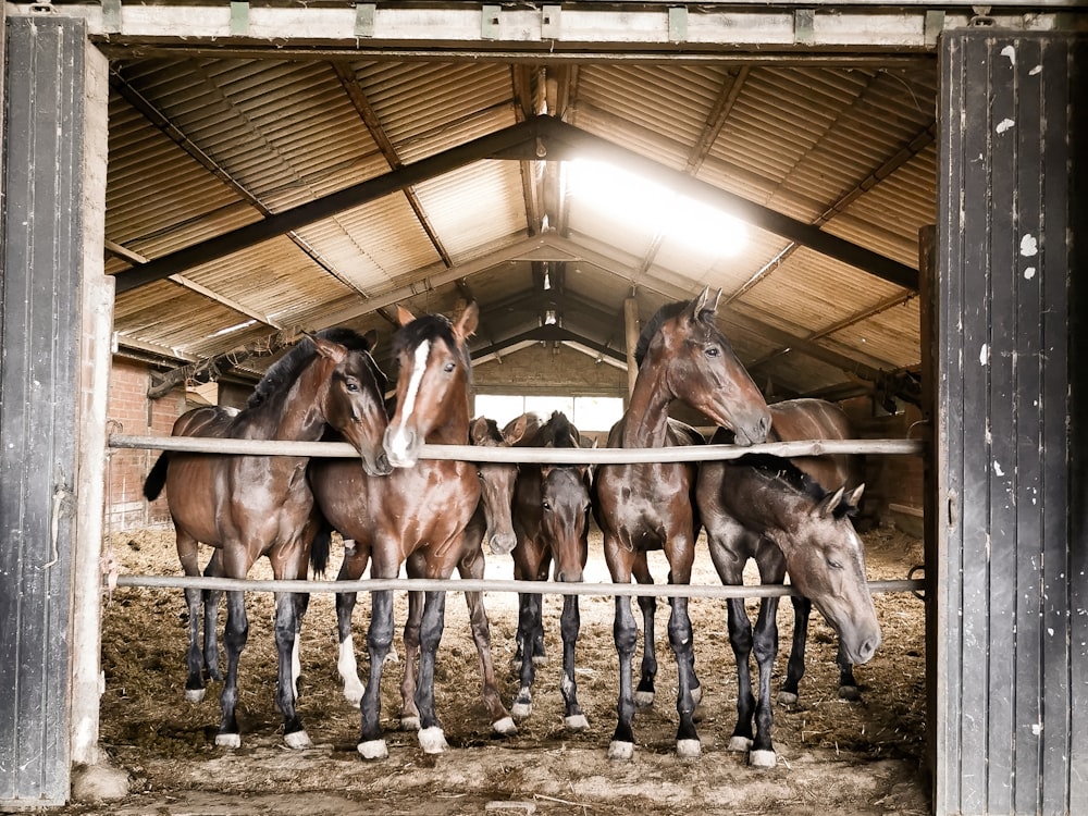 chevaux bruns dans l’écurie brune