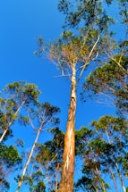 Tall eucalyptus trees with peeling bark stretch up towards a bright blue sky, their leaves forming a vibrant green canopy. Sunlight highlights patches of the tree trunks, accentuating their unique textures.