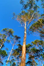 Tall eucalyptus trees with peeling bark stretch up towards a bright blue sky, their leaves forming a vibrant green canopy. Sunlight highlights patches of the tree trunks, accentuating their unique textures.