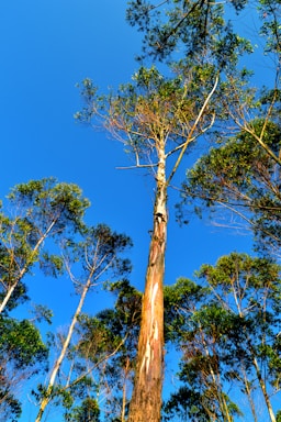Tall eucalyptus trees with peeling bark stretch up towards a bright blue sky, their leaves forming a vibrant green canopy. Sunlight highlights patches of the tree trunks, accentuating their unique textures.