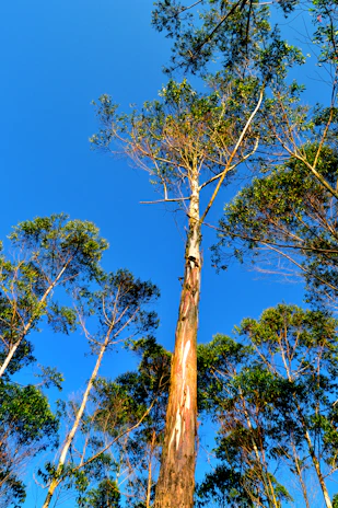 Tall eucalyptus trees with peeling bark stretch up towards a bright blue sky, their leaves forming a vibrant green canopy. Sunlight highlights patches of the tree trunks, accentuating their unique textures.