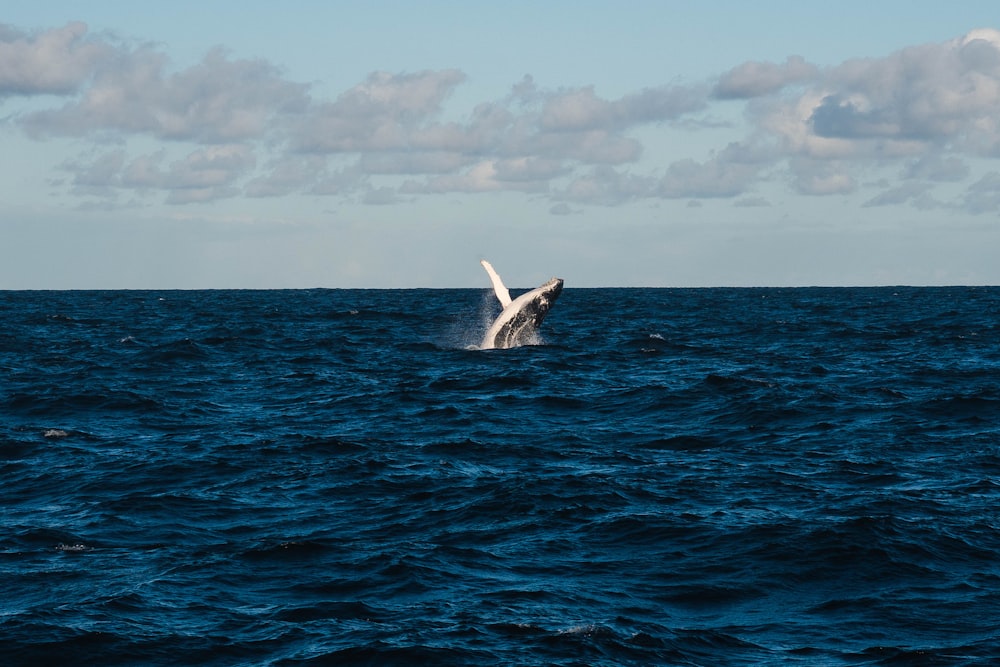 ballena en el agua azul del océano