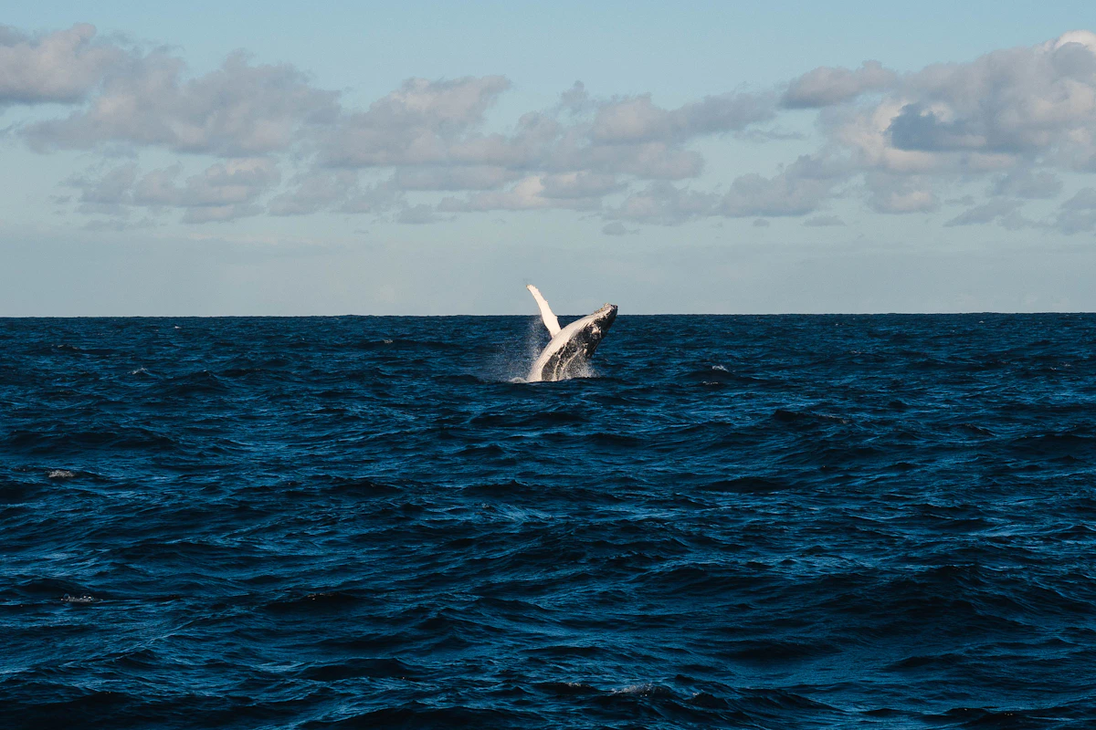 A humpback whale surfacing in blue ocean water