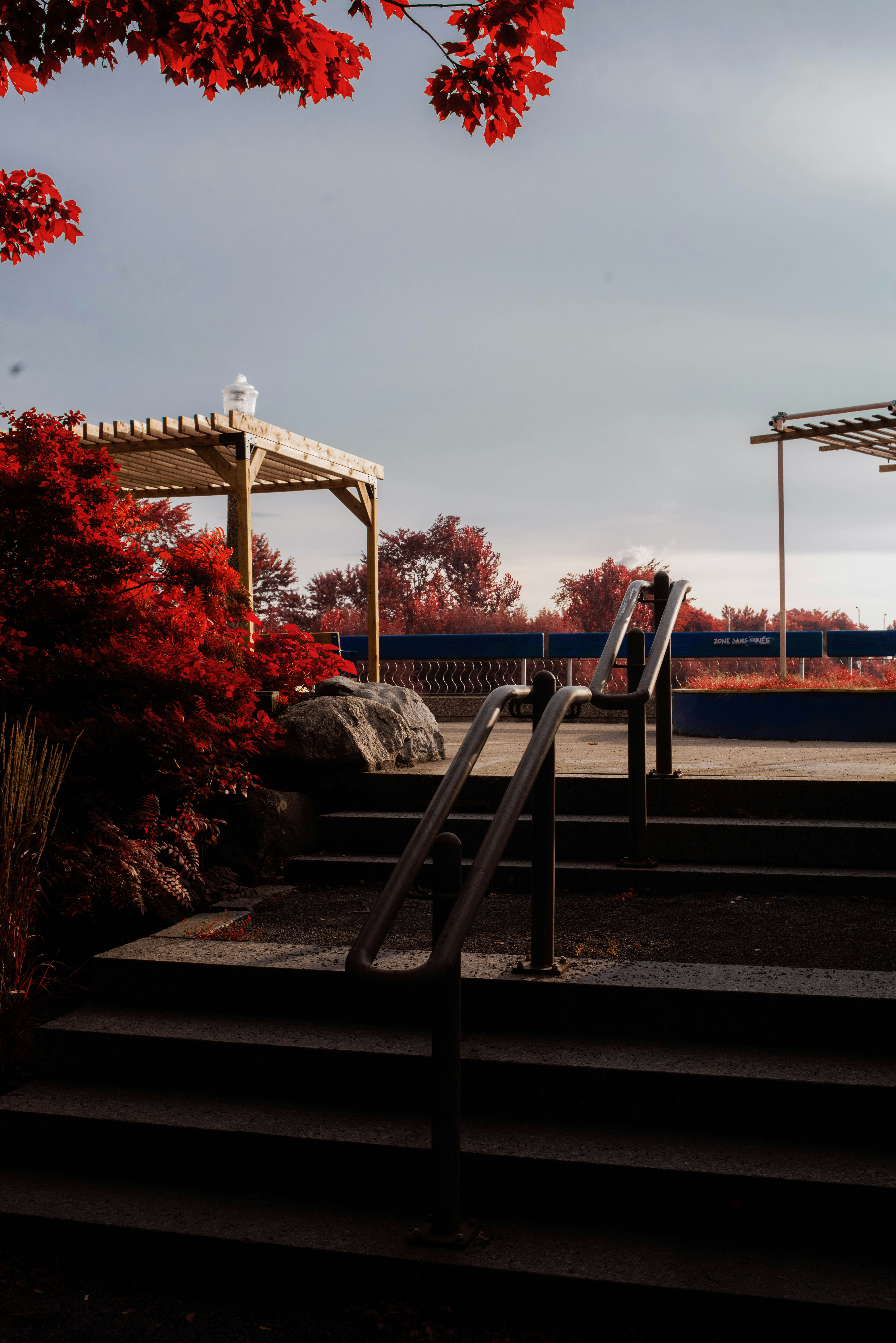 red leafy tree near staircase during daytime