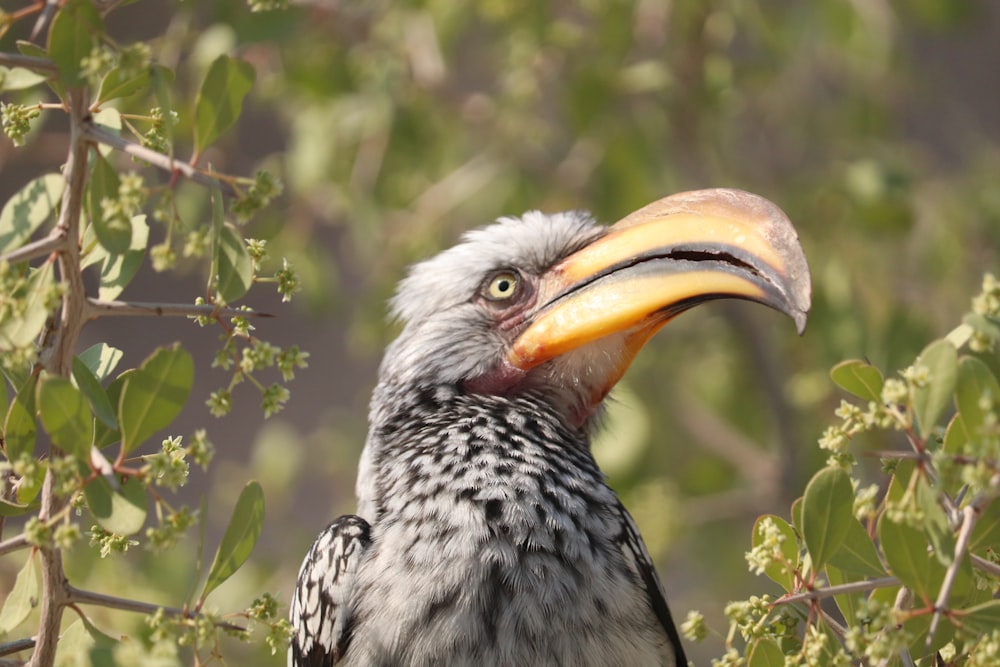 pájaro gris y negro durante el día