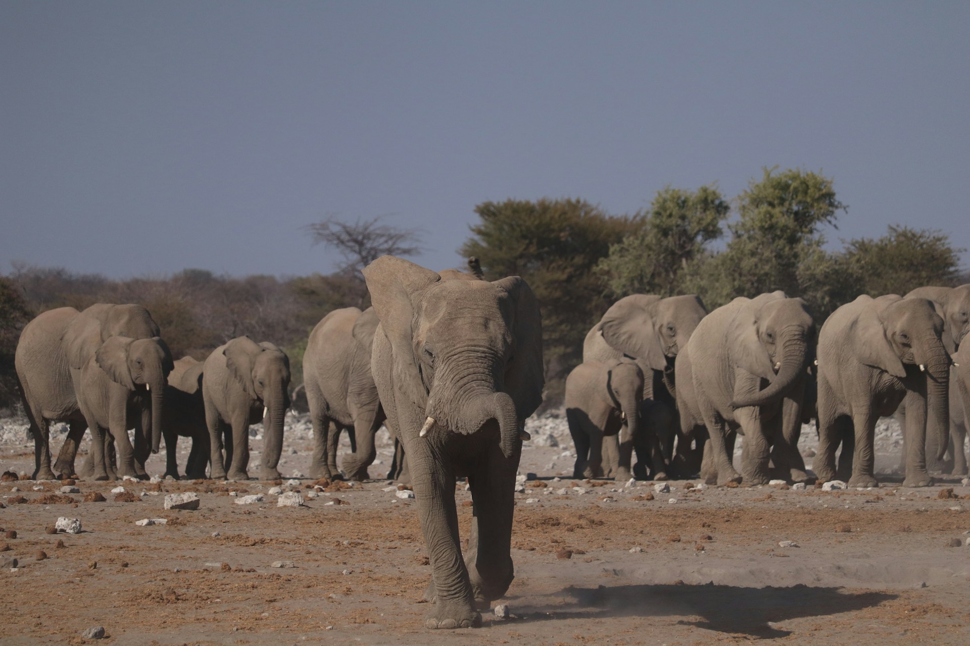 group of elephants