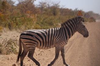A zebra walks across a dirt road in a natural, rural setting. Surrounding the scene are dry bushes and trees, with traffic signs indicating road safety in the background.