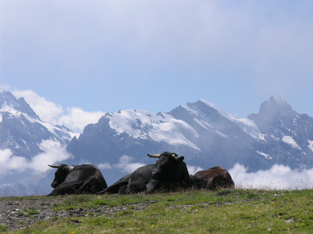 sitting animals on grass during day