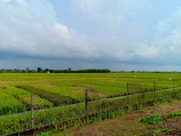 plant field during day